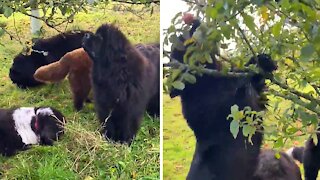 Newfoundland Dogs Adorably Decide To Go Apple Picking