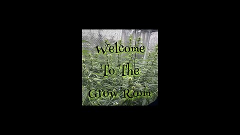 Welcome To The Grow Room