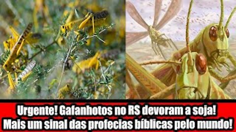 Urgente! Gafanhotos no RS devoram a soja! Mais um sinal das profecias bíblicas pelo mundo