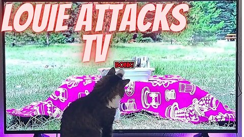 Cat Vs Television (Part 2)