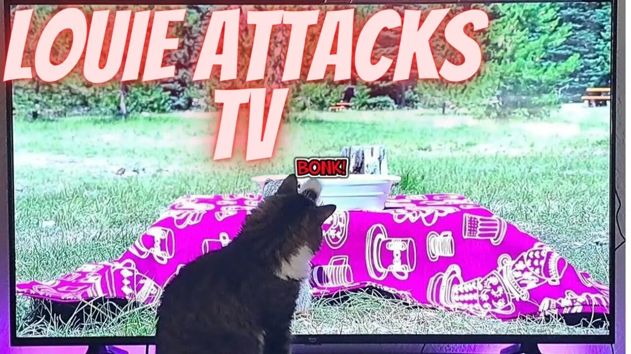 Cat Vs Television (Part 2)