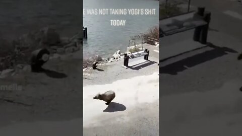 He was Not Taking Yogi's Sh*t Today.