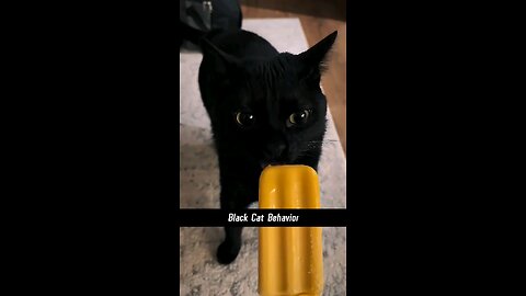 Balck cat behaviour funny