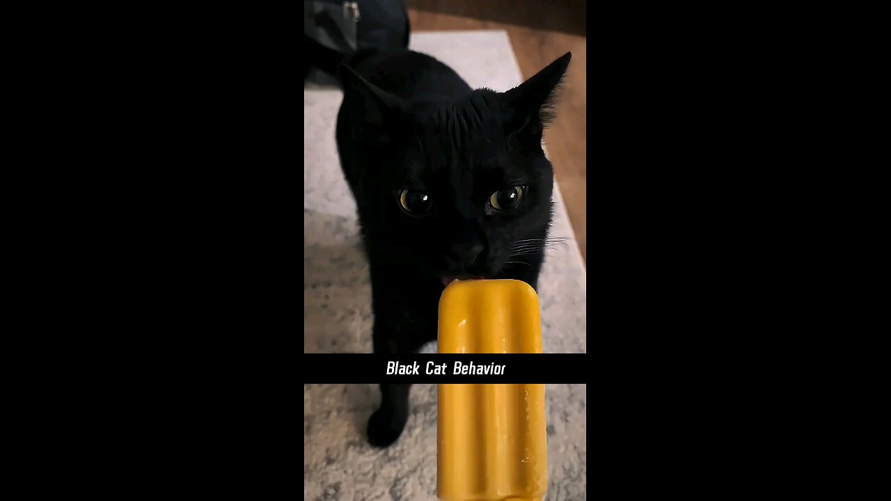 Balck cat behaviour funny