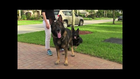 Guard Dog Training- Knowing If Your Dog Will Protect You Naturally Part 2 (HD)