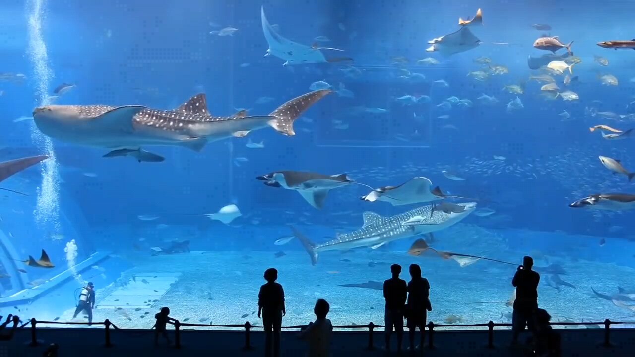 Dubai mall Fish tank amazing 😍 ,Dubai