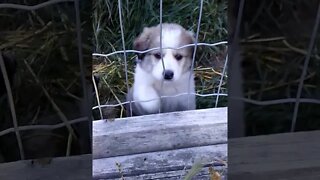 20220926 Puppies 3 Kijiji Ad