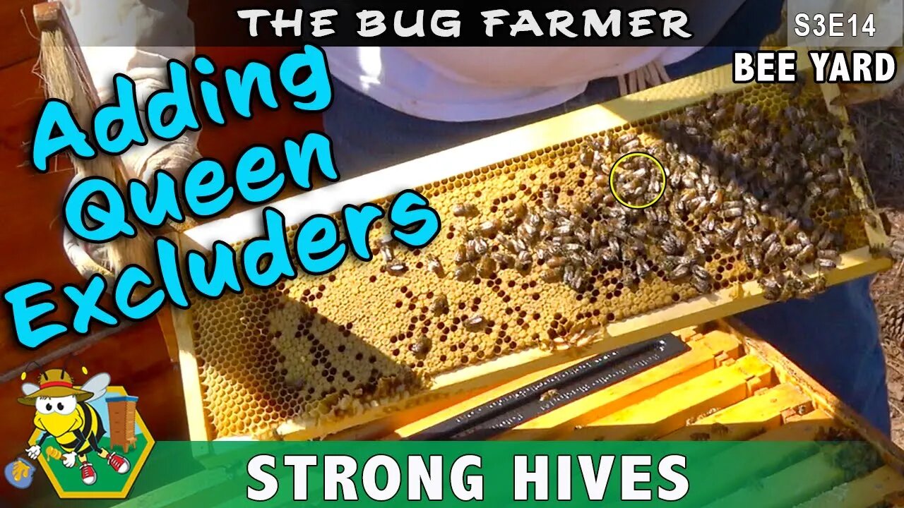 Queen Excluder -- Adding the queen excluder to the hive and stacking supers. Springtime beekeeping.