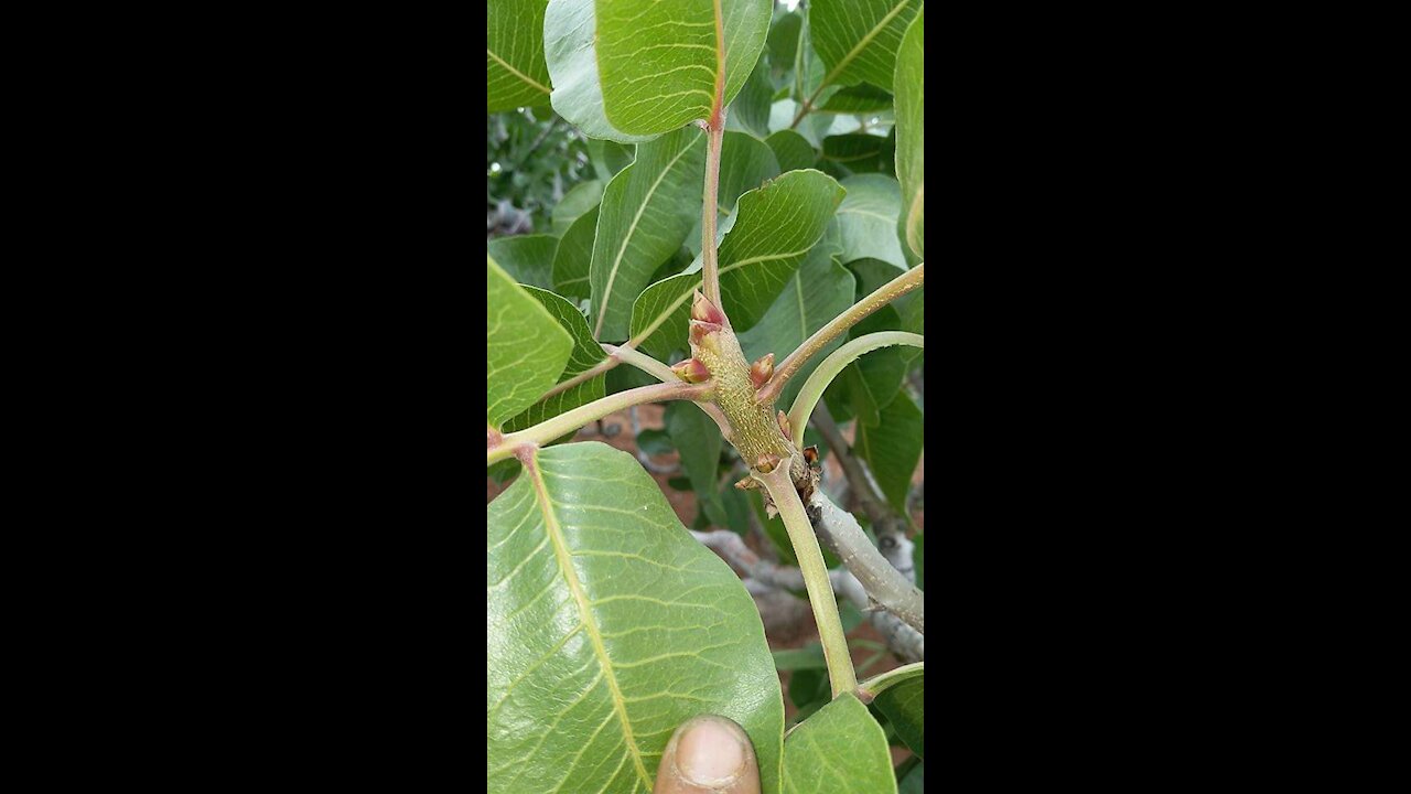 pistachio in syrie