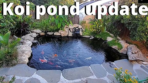 Koi pond update