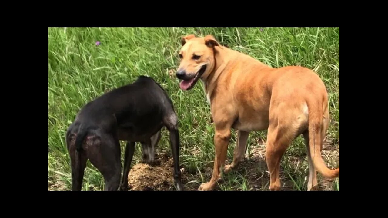 Cat and crate training. Managing large dogs and a disabled greyhound on a farm.