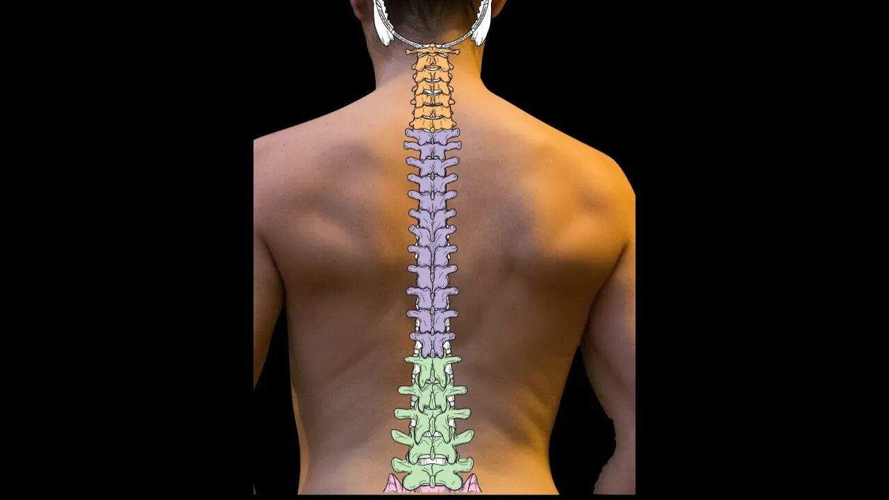 Vertebral column