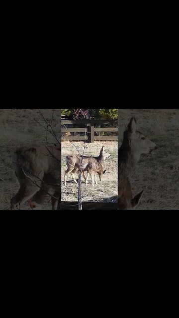 Deer in my Sister's Backyard in Colorado
