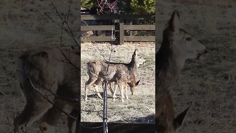 Deer in my Sister's Backyard in Colorado