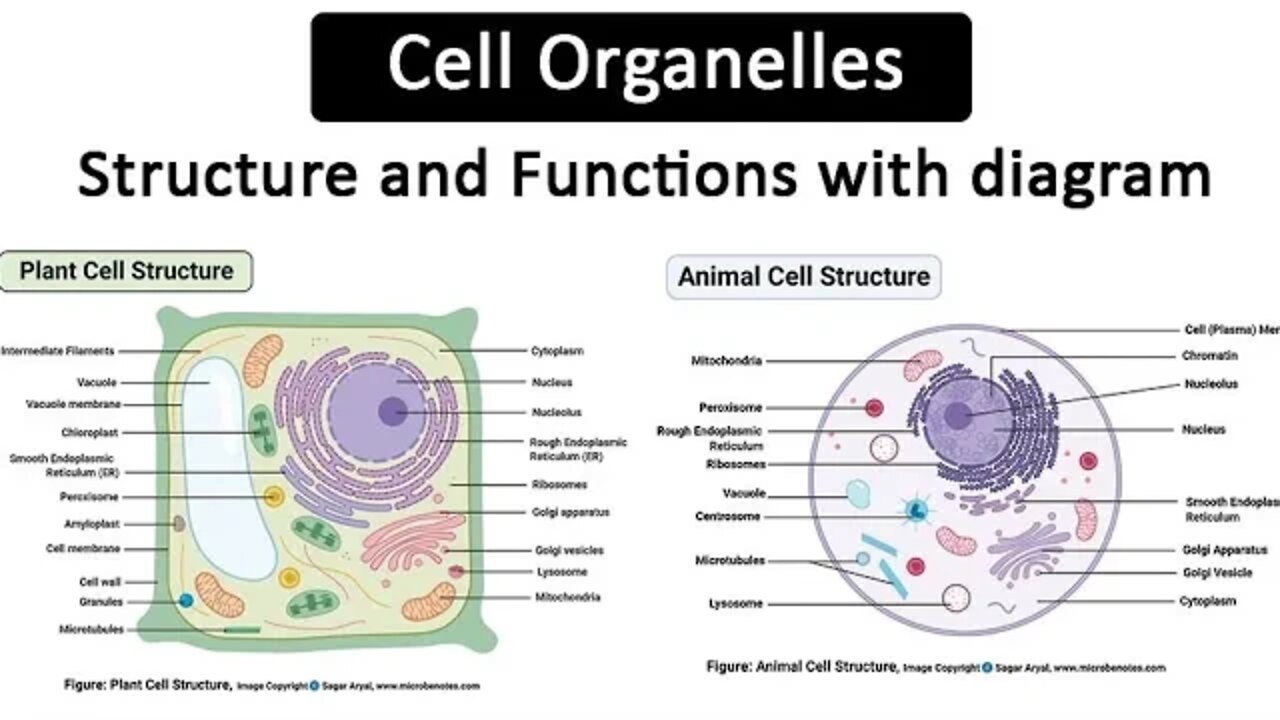 The cell is the basic unit of life; life began 510 million years ago on earth with cells