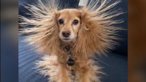 funny animals vd
