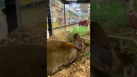 Puppies trip to the pet store. Cutie ￼