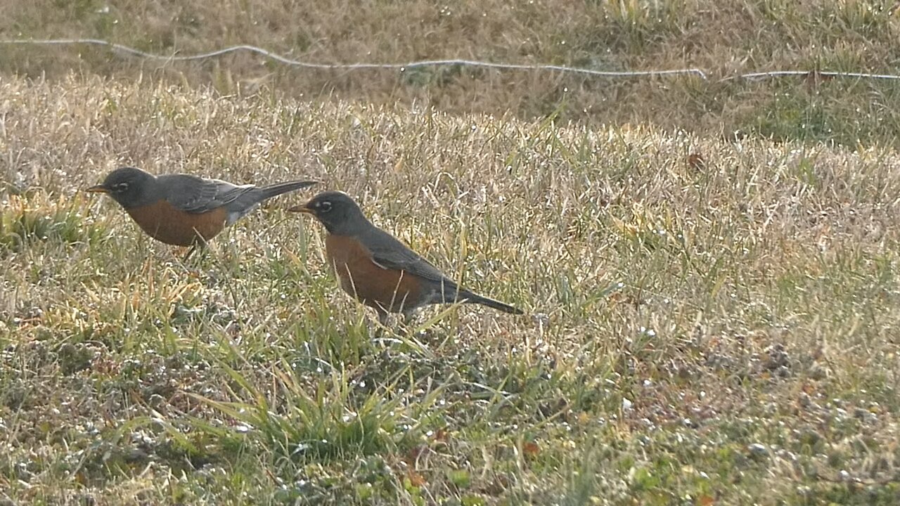 ROBINS THE FIRST SIGHN OF SPRING