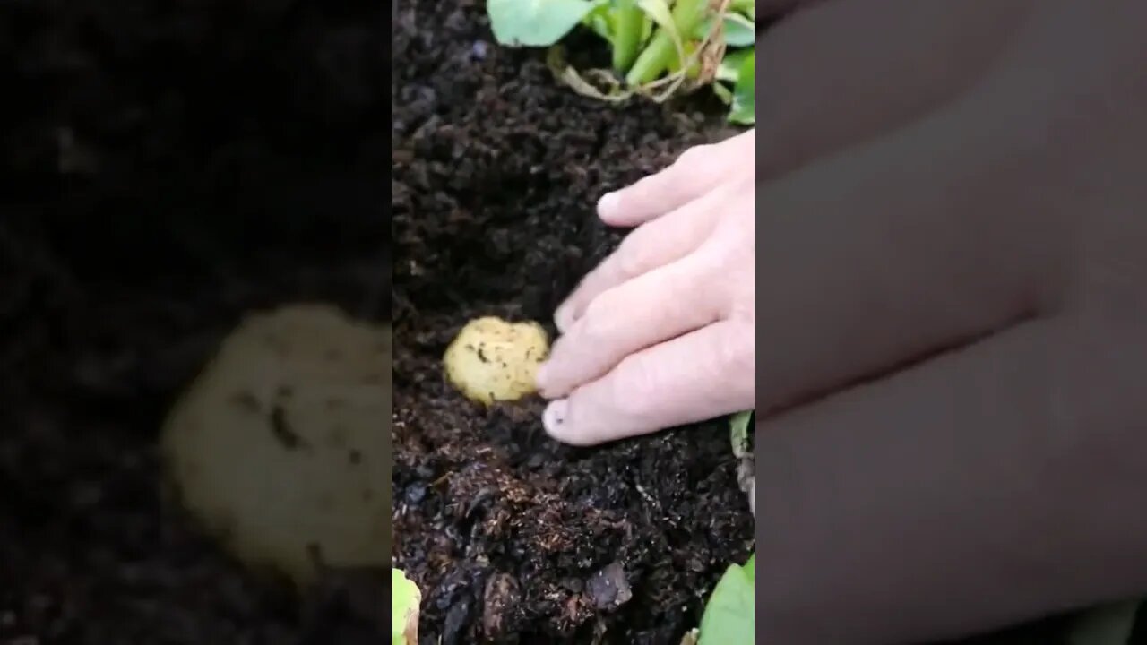 Forest Gump loves shrimp, We love potatoes!!! Checkout our potato backyard raised garden box..🥰🥰