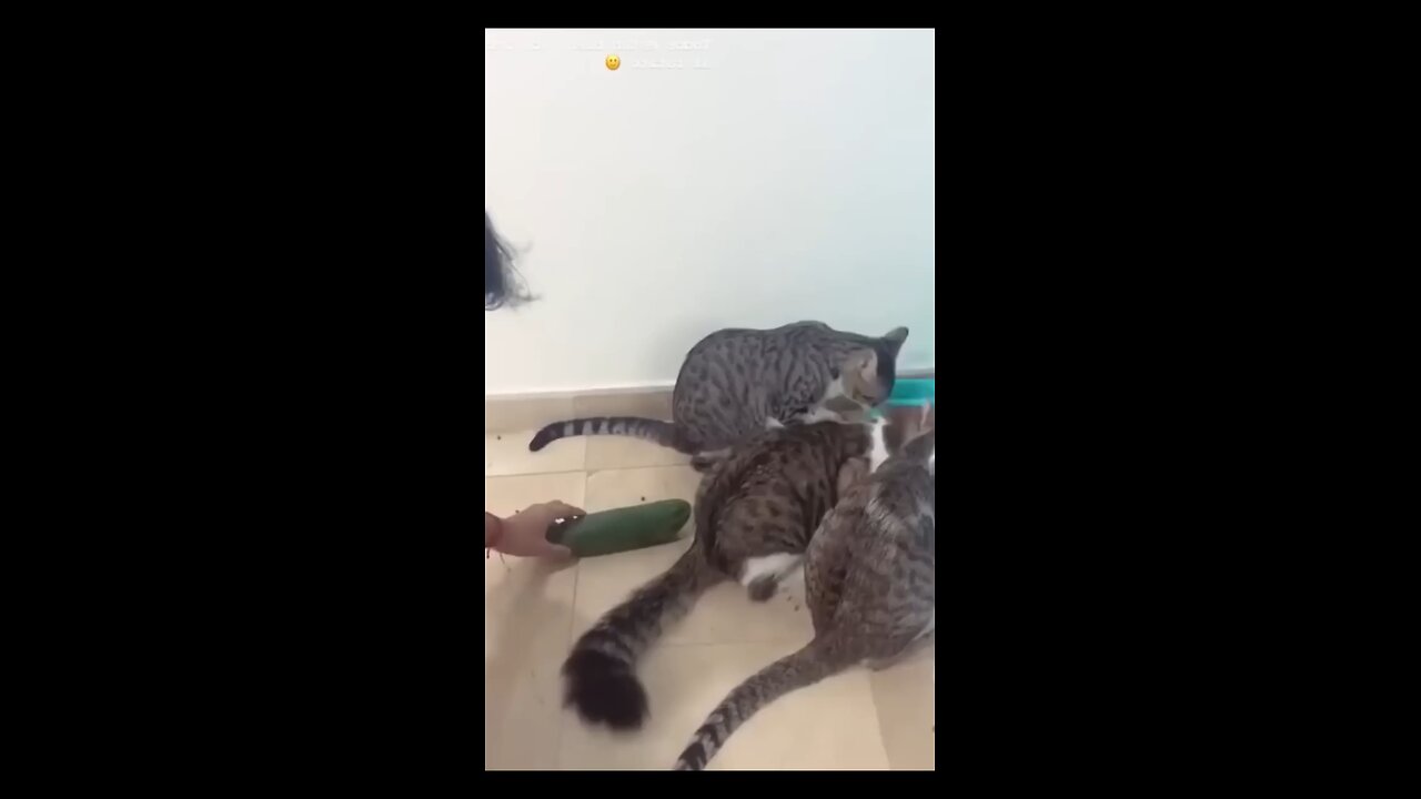 cat's funny moments