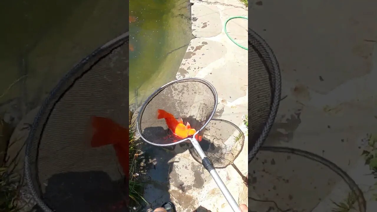 Beautiful koi fish #koipond #aquaponics