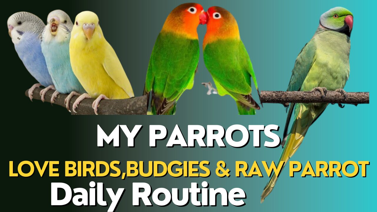 Budgies Sounds Chirping Parakeet's | Daily Routine Life | 27-10-23