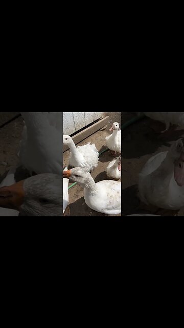 Croc vs Chicken #chicken #croccharms #crazychickenlady