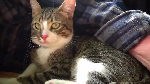 This Little Cat Likes to Discover the World