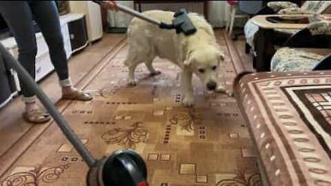 Golden Retriever Loves Being Vacuum-cleaned