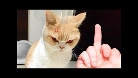 Dog And Cat Really Hates Middle Finger - Funny Pet Reaction Funzonne02