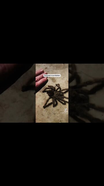 Giant Spider in Our Kitchen #taratula #shorts #spider