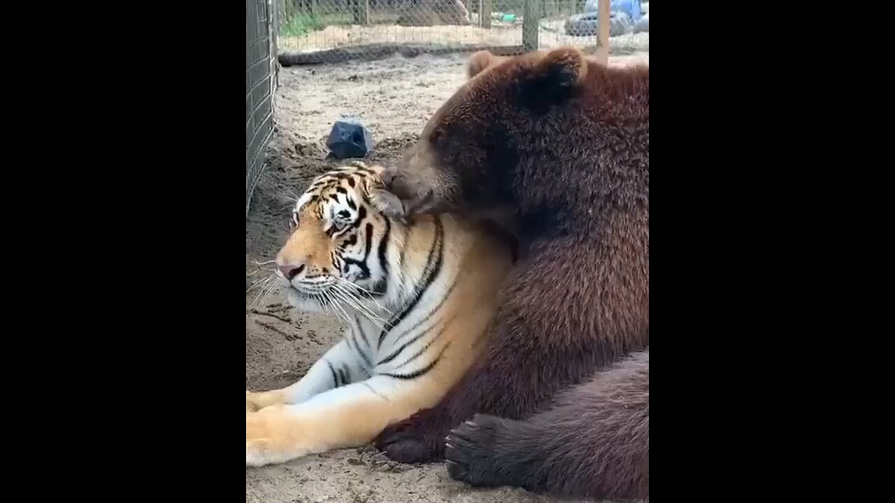 Tiger and Bear cute kissing video #animals #cute