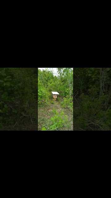 100% Concluído captura de enxame abelhas após #short