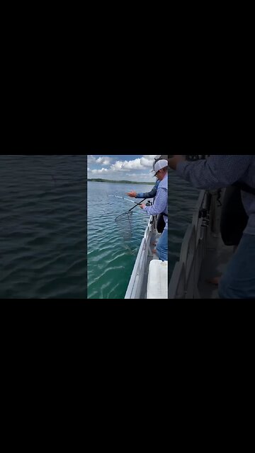 Landing a big fish on Lake Juliette! #striper #fishing