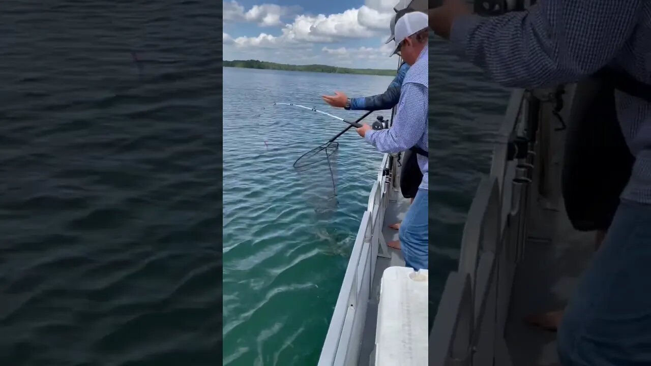 Landing a big fish on Lake Juliette! #striper #fishing