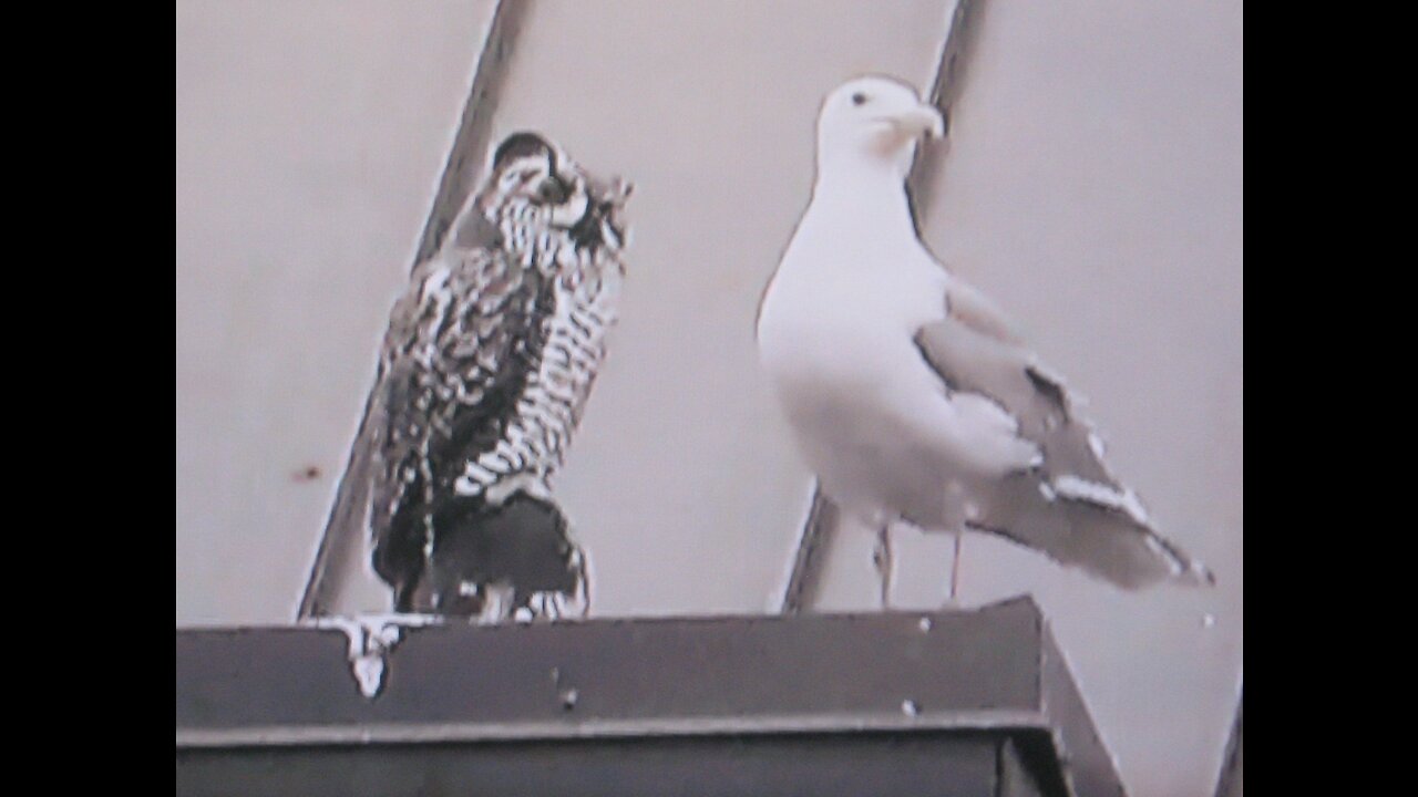 Criticizing Q + Recent Updates + And Preparing For The Durham Indictments Next Week(?) - Aug 29 2020