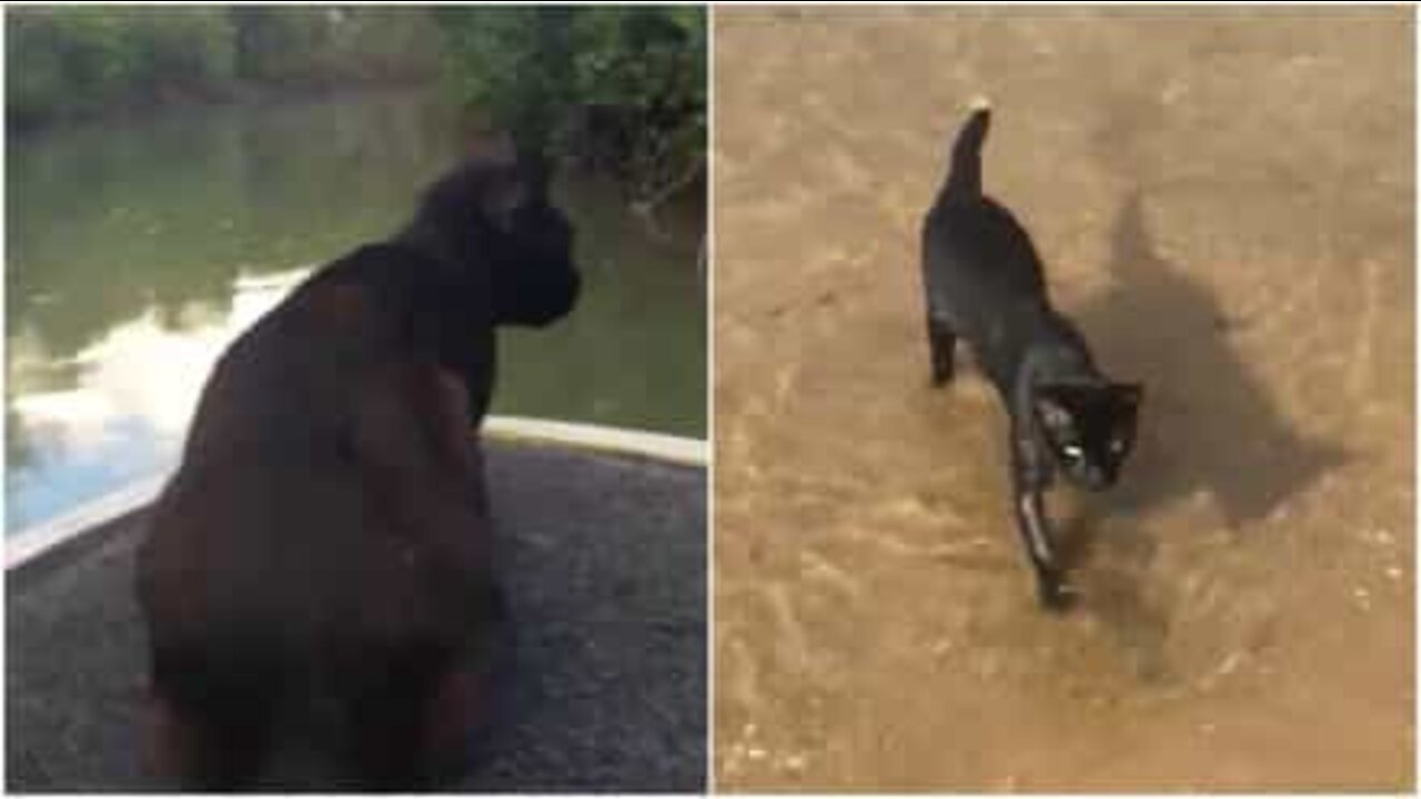 Cat loves riding on boats and swimming!