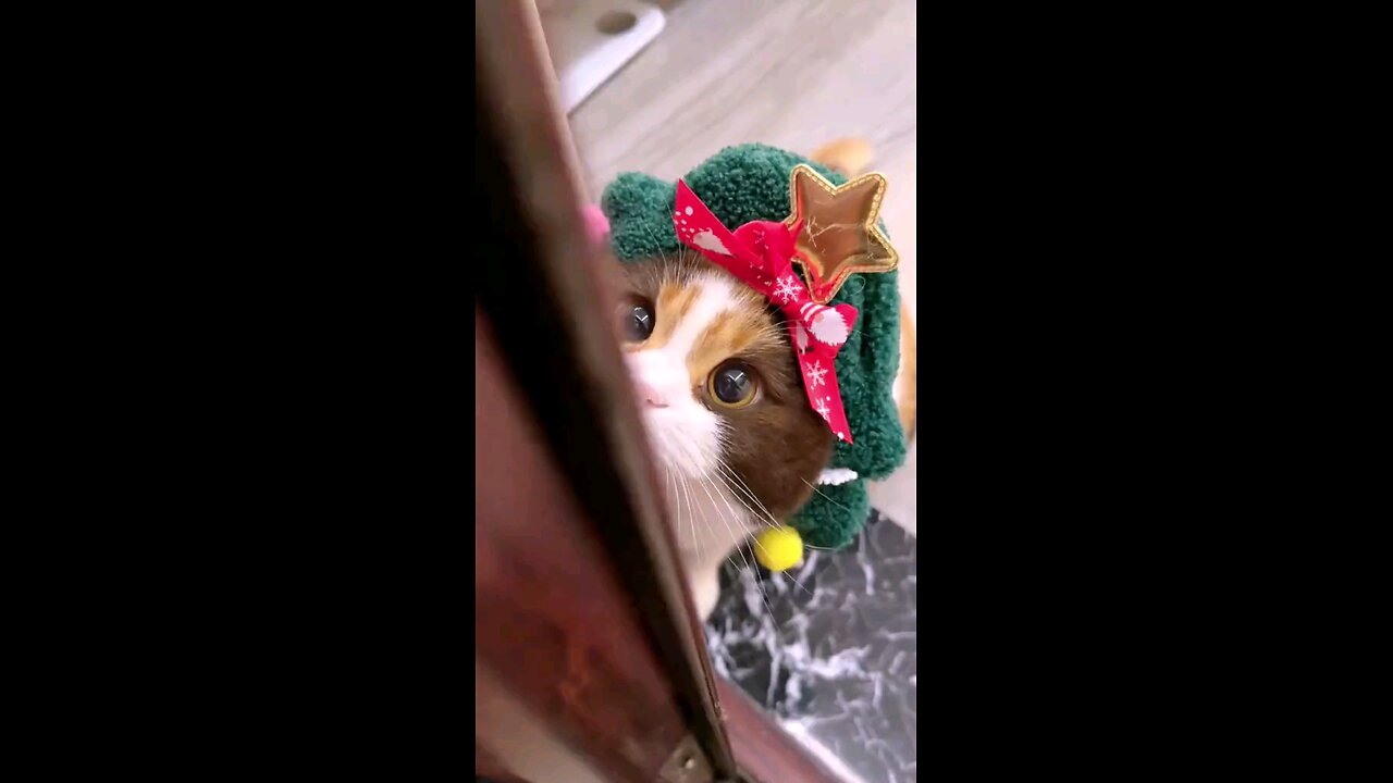 santa kitty