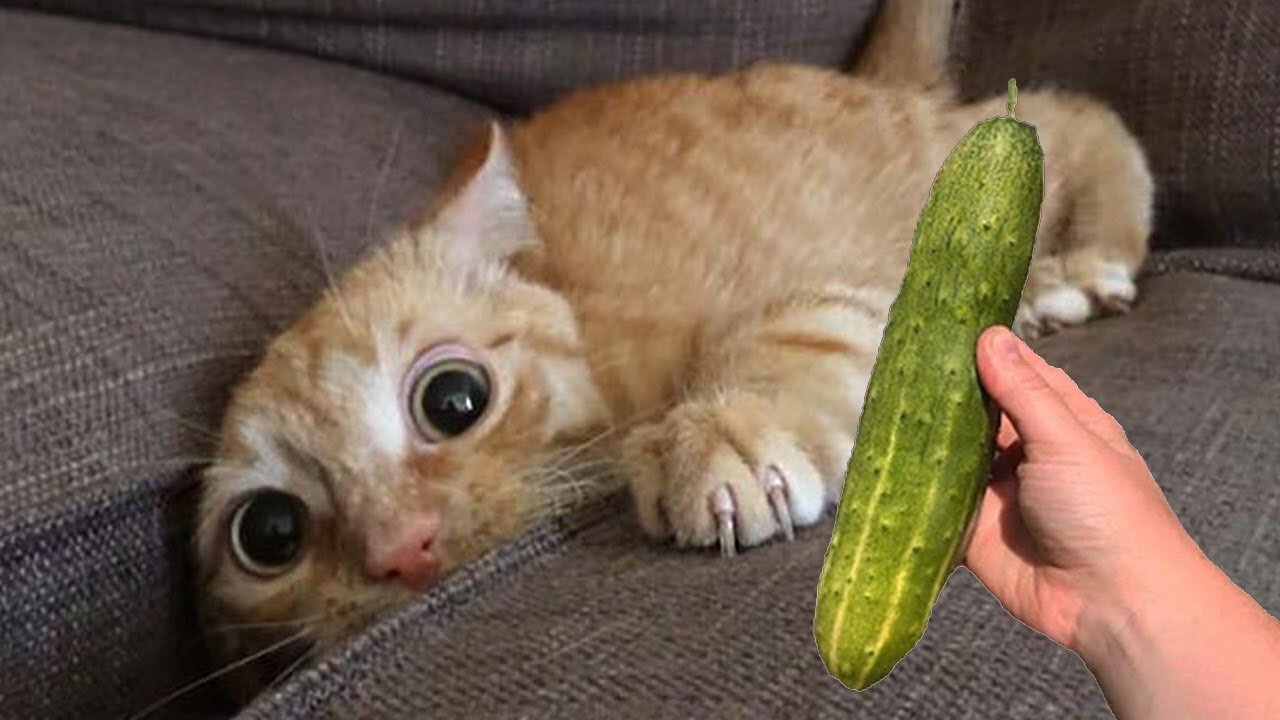 Cucumber Scares the Life out of Cats