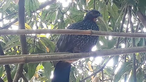 Jacu em cima da árvore deitado Jacuaçu