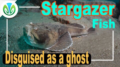 Super camouflage fish has a "death" bite | Nature VN