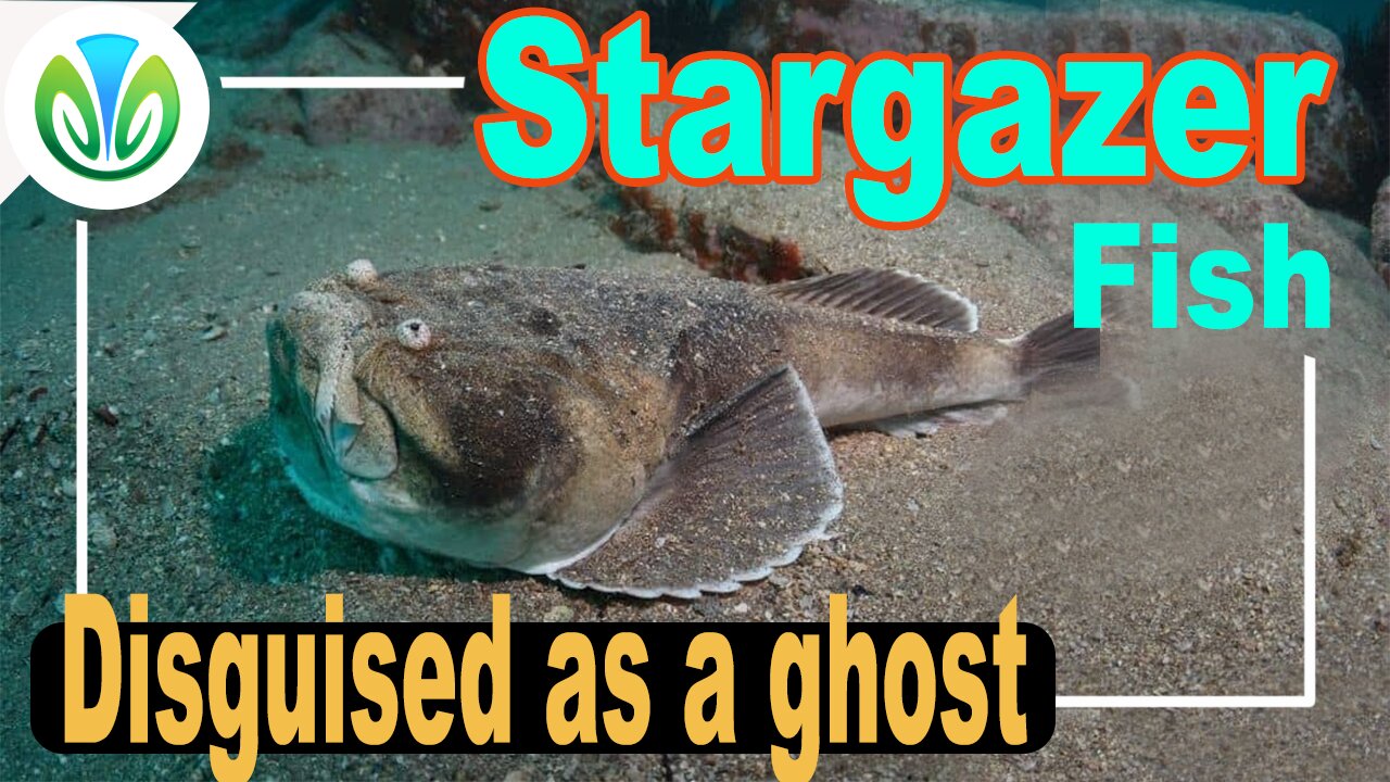 Super camouflage fish has a "death" bite | Nature VN