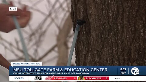 Making Maple Syrup from Sap