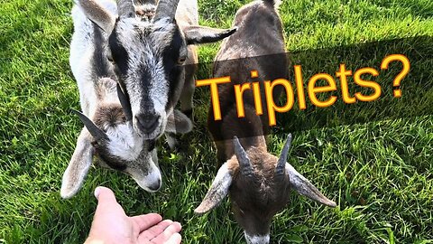 Is Our Goat Going To Have Triplets And You Won't Believe What I Finally Found At The Tack Store!