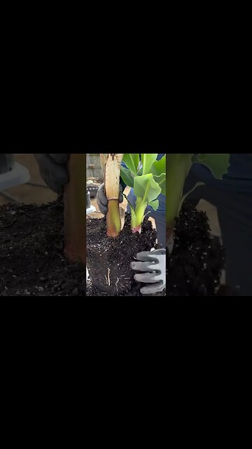How to propagate banana trees… Multiply your banana trees.