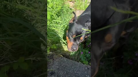 Rottweiler Enjoying the Weather 🌞🐶 #shorts #short #rottweiler #dog