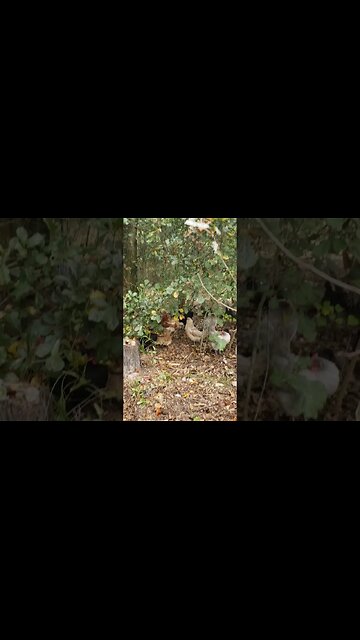 Taking Cover From The Hawk #chickens #chickenshorts #chickenlife