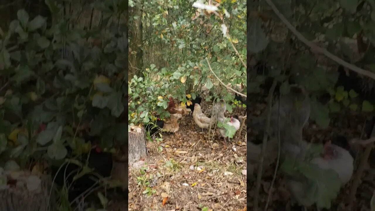 Taking Cover From The Hawk #chickens #chickenshorts #chickenlife