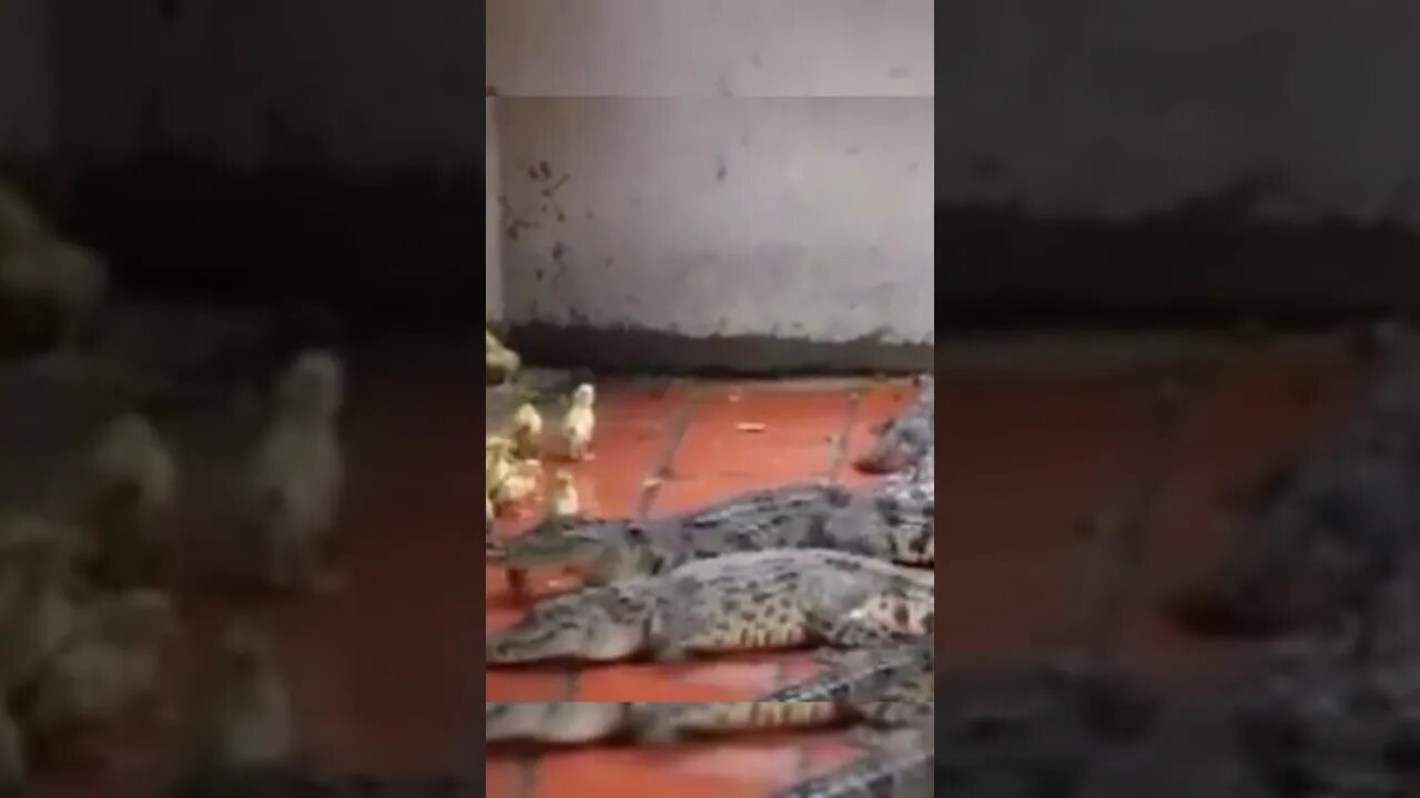 Alguém fez isso e postou! Que triste!