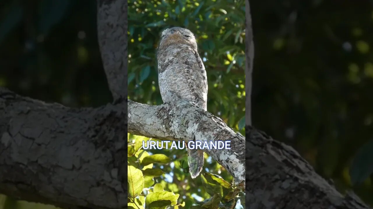 5 Espécies de Urutau Cantando - Mãe da Lua